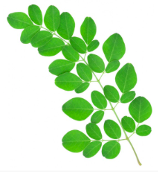 Raw Moringa Leaf Powder, Freeze-Dried 100g