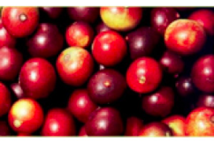 Organic Raw Camu-camu Berry Powder 100g